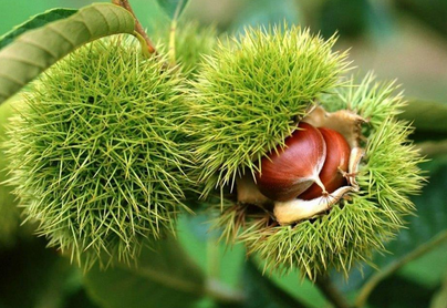 Registo Nacional de Variedades de Fruteiras